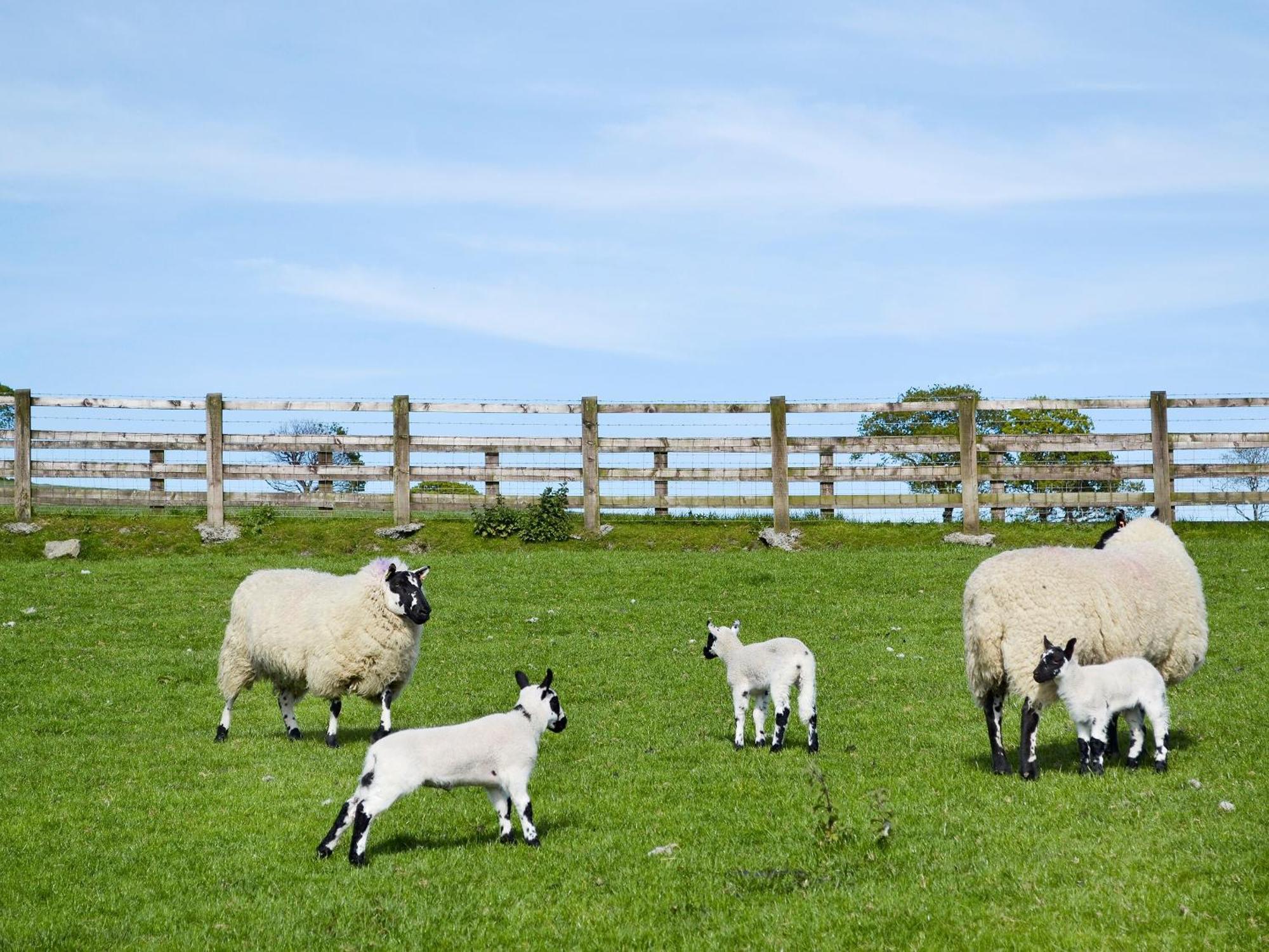 Maes Y Bryn Farmhouse Llanwrda 외부 사진